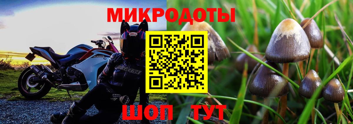 Галлюциногенные грибы Psilocybe Кондопога